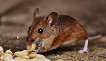 24 Hour & Emergency Exterminators in Meadowood Estates, IN